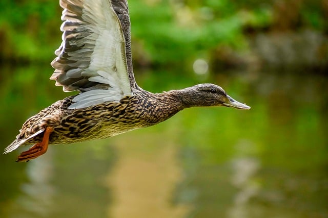 De mest almindelige fejl i krydsord – og hvordan du undgår dem